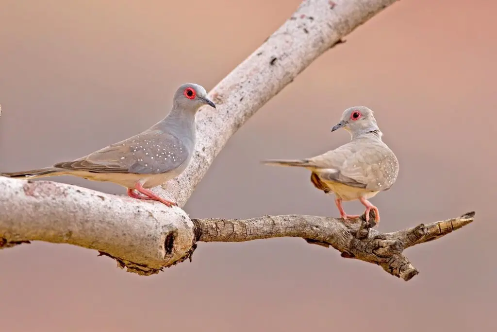 A pair of Diamond Doves perched on a tree branch against a pink and grey background. The female (right) is slightly smaller and more brown.