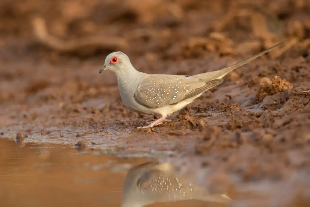 In the centre of the frame, a brown, grey and red-eyed Diamond Dove is perched on the muddy edge of the water while looking at the camera.