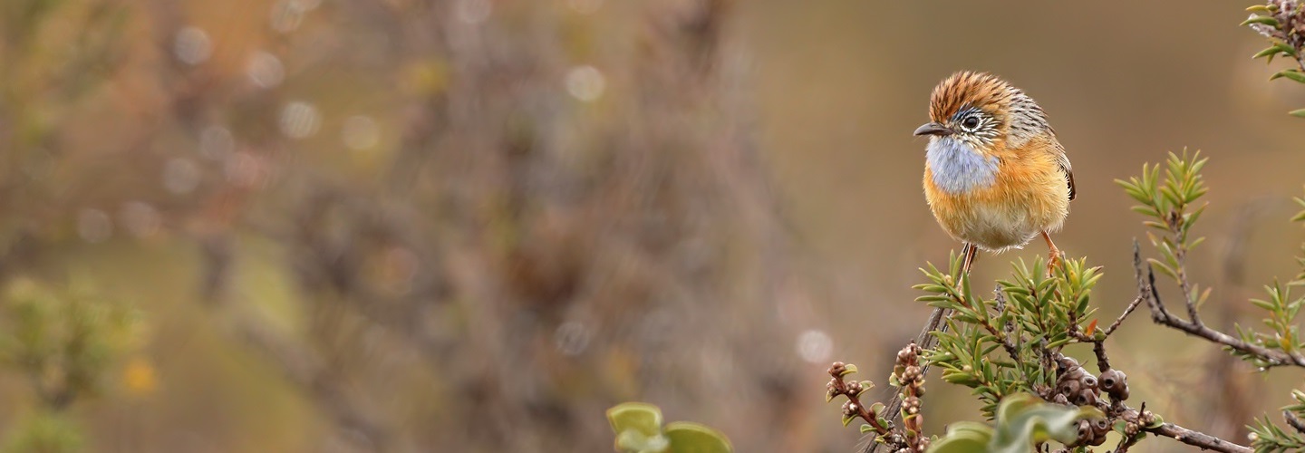 Southern Emu-wren