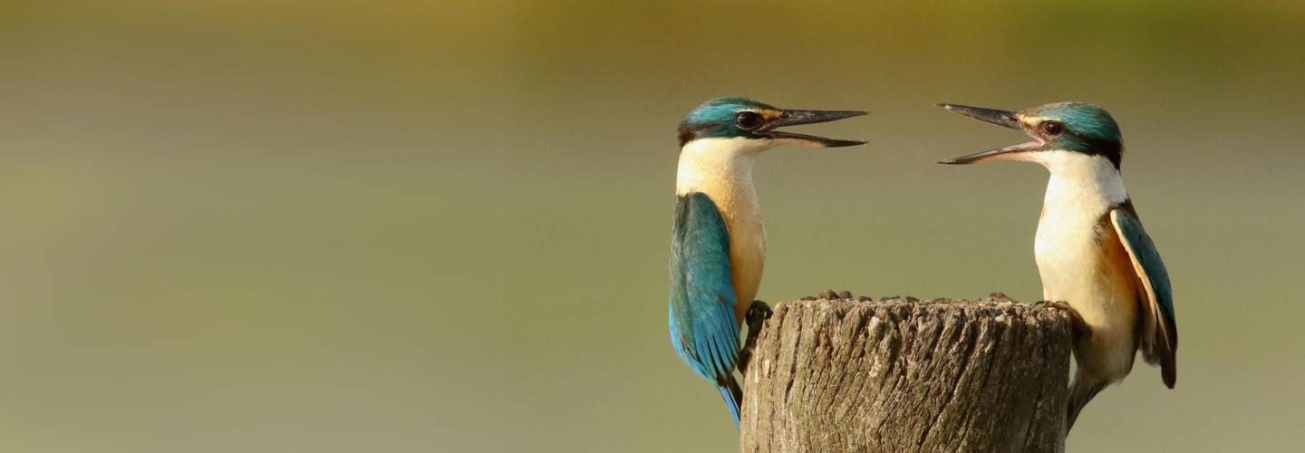 In the centre of the frame, two brightly-coloured Sacred Kingfishers are arguing while perched on either side of a log with beaks open.