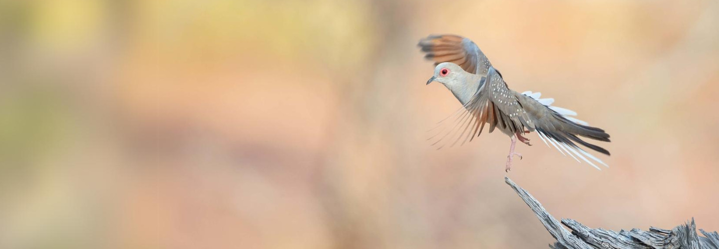 To the right of the frame, a small grey and brown Diamond Dove with red eyes takes off from an exposed branch against a pale dappled pink and green background.