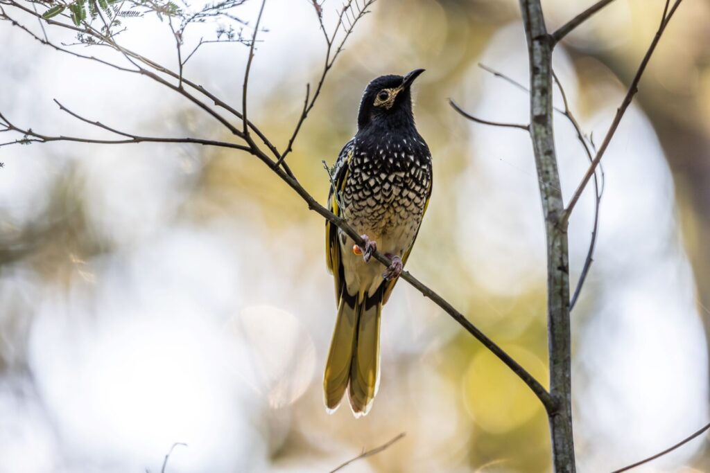 To the right of the frame, a black and gold Regent Honeyeater is perched on an exposed branch against a dappled yellow and grey background. There are bright orange leg bands on one of its legs. 