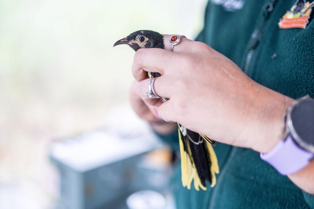 In the centre of the frame, two hands hold a black and gold Regent Honeyeater. The person is wearing a purple watch and a silver and orange ring on their fingers, and a dark green fleece jumper, but their face is out of view.