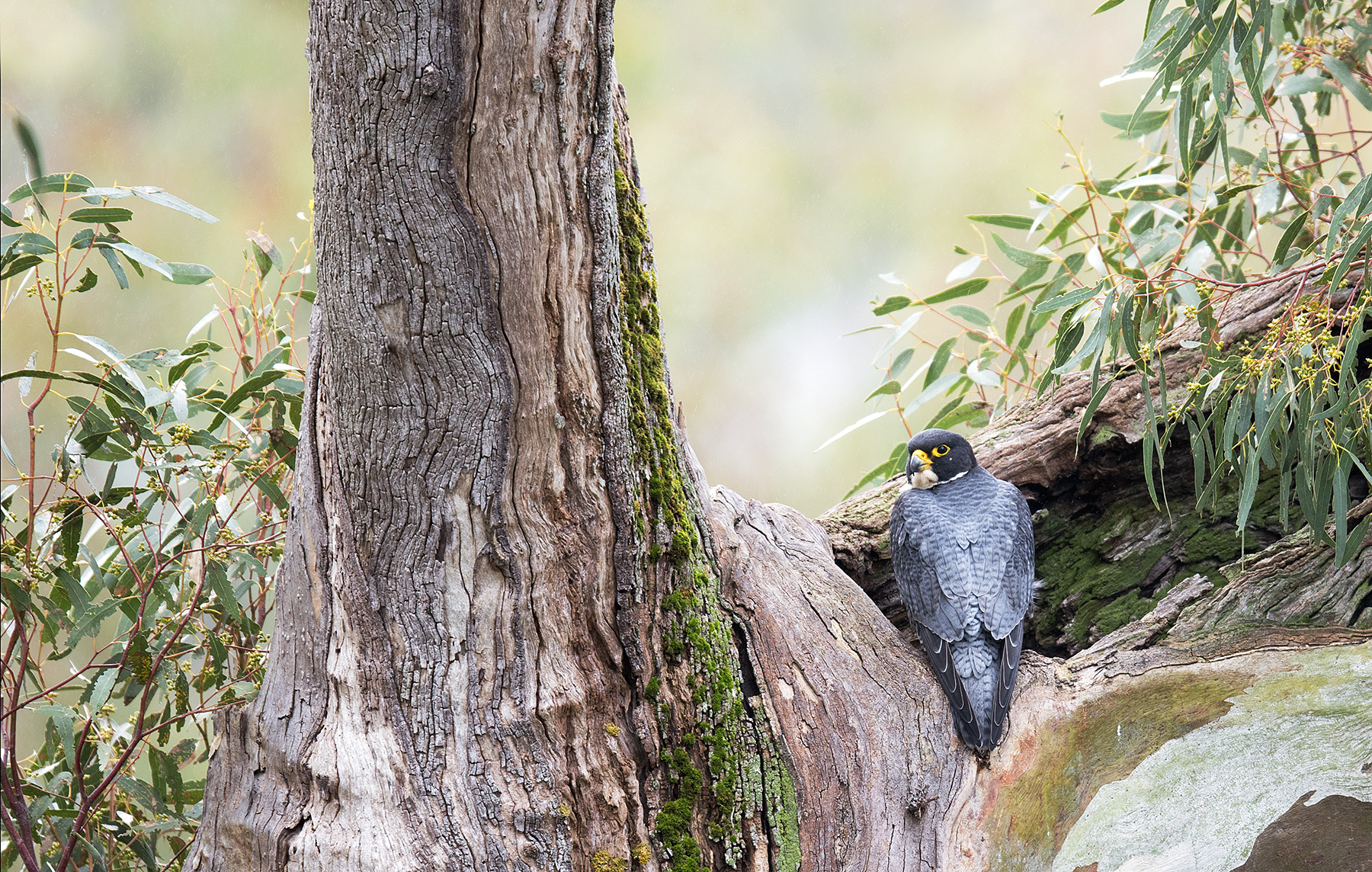 To the right of the frame, a Peregrine Falcon is perched in the hollow of a huge eucalypt