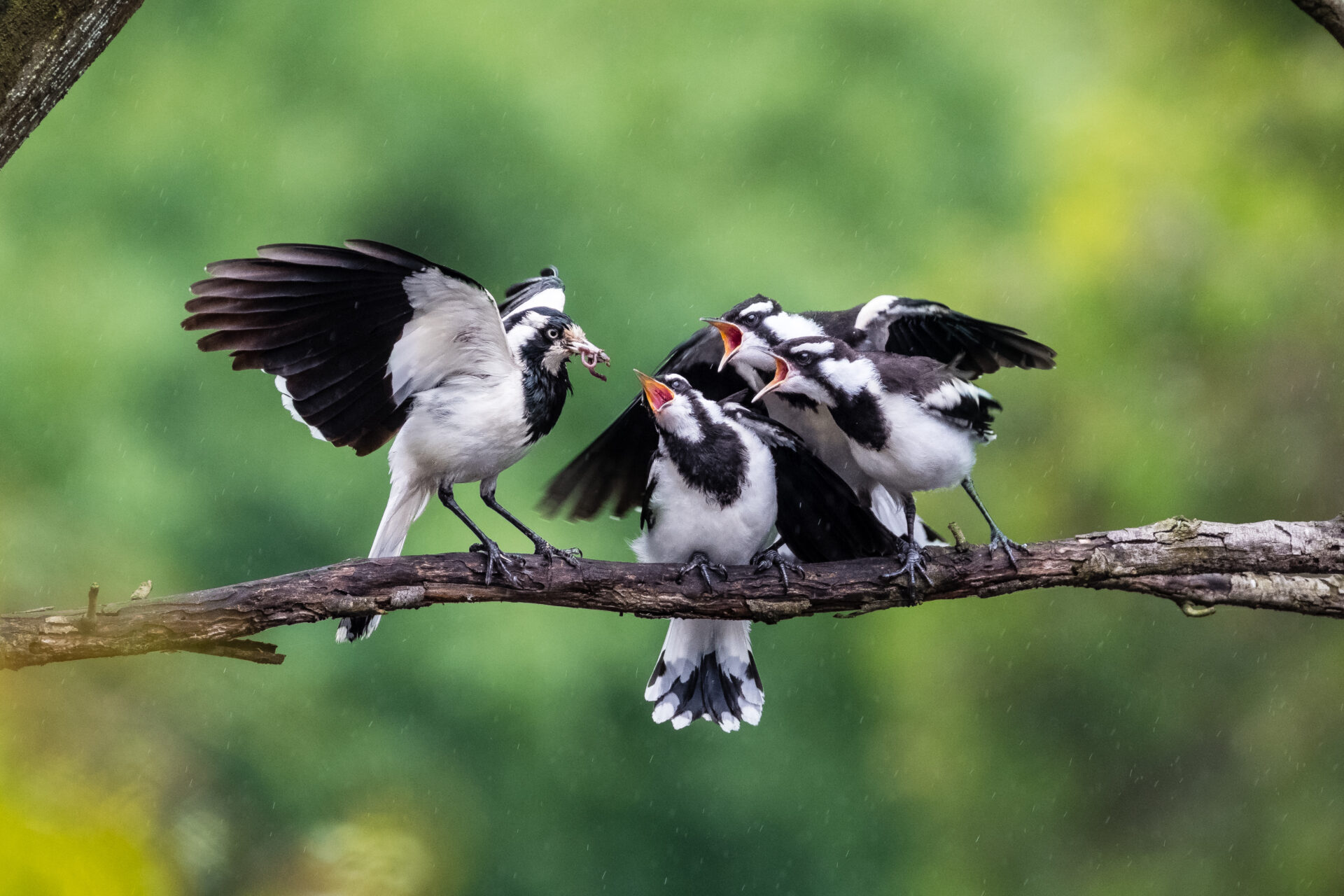 In the middle of the frame, an adult Magpie-lark is feeding a worm to its three young chicks on an exposed branch against a blotched green background.