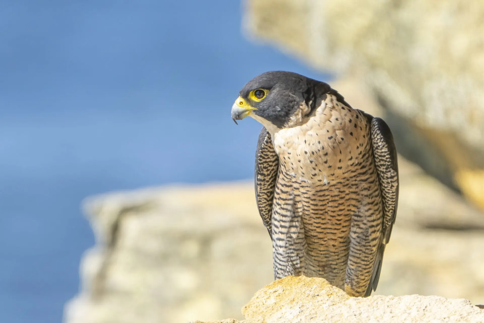 To the right of the frame, a Peregrine Falcon is perched on the edge of a cliff against a blue ocean background