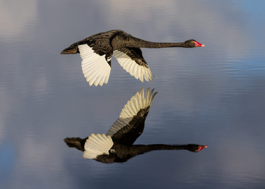 In the middle of the frame, a Black Swan flies low over the water's surface. The sky, clouds and swan are reflected in the water.