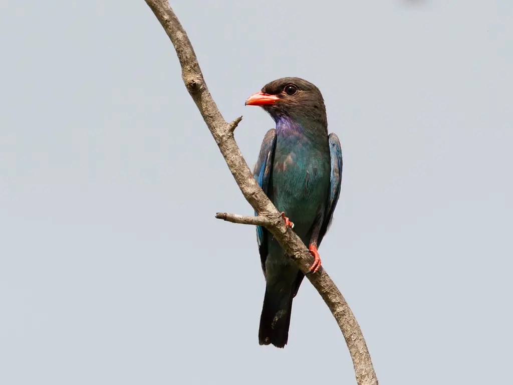 In the centre of the frame, an Oriental Dollarbird is perched on an exposed branch against a pale blue-grey sky.