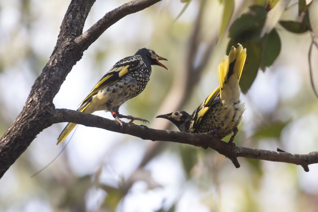 In the centre of the frame, two zoo-bred Regent Honeyeaters are perched on an exposed branch and engaging in courting behaviour. The bird on the left is calling, while the bird on the right is bowing against a dappled grey and green bush background. 