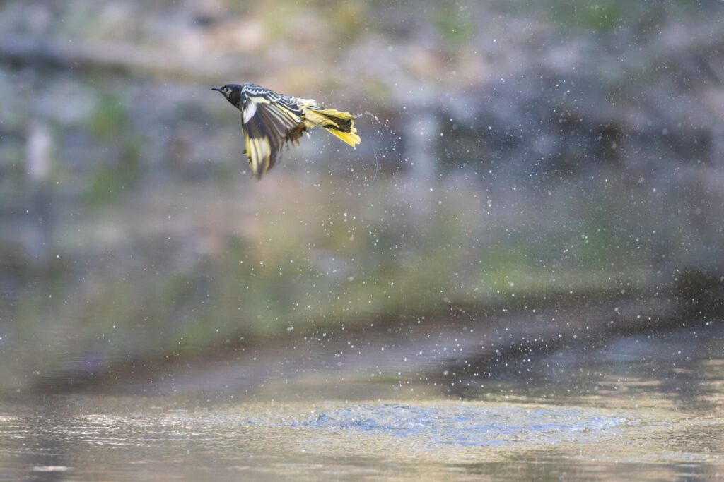 To the left of the frame, a zoo-bred black and gold Regent Honeyeater takes off from the water's surface after bathing in a dam. The thin wire of a radio transmitter is protruding from its back.