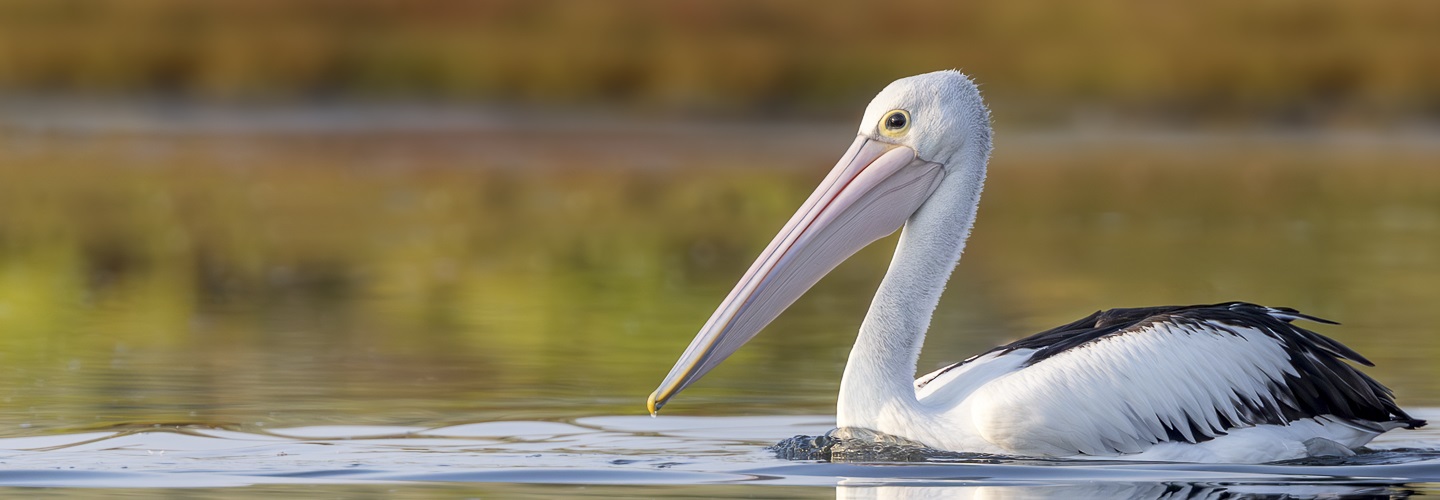 An Australian Pelican on smooth waters