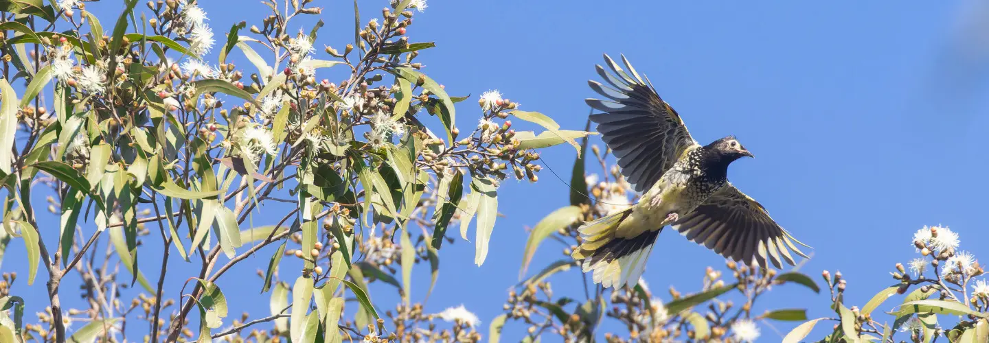 To the right of the frame, a black and gold Regent Honeyeater takes flight from the canopy of a flowering eucalypt against a blue sky background.