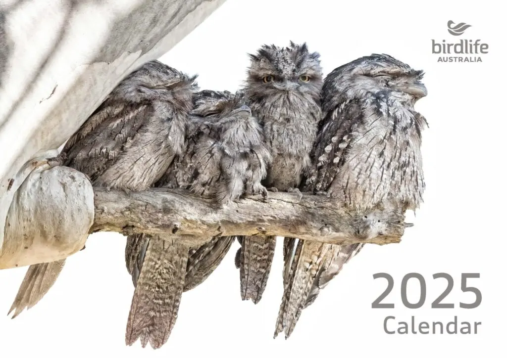 In the centre of the frame, a family of four grey Tawny Frogmouths are perched on an exposed eucalypt branch against a white background. The third bird is staring directly into the camera, while the other three are asleep. To the right is the BirdLife Australia logo and the words '2025 Calendar' at the bottom of the frame.