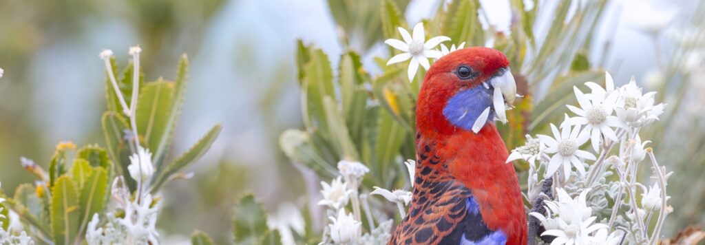 A South-eastern Crimson Rosella feeding on a white flower. The bird is crimson red with blue-purple face markings