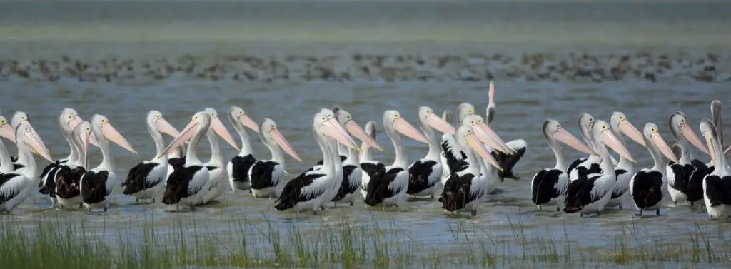 Australian Pelican