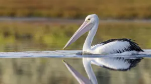 An Australian Pelican on smooth waters