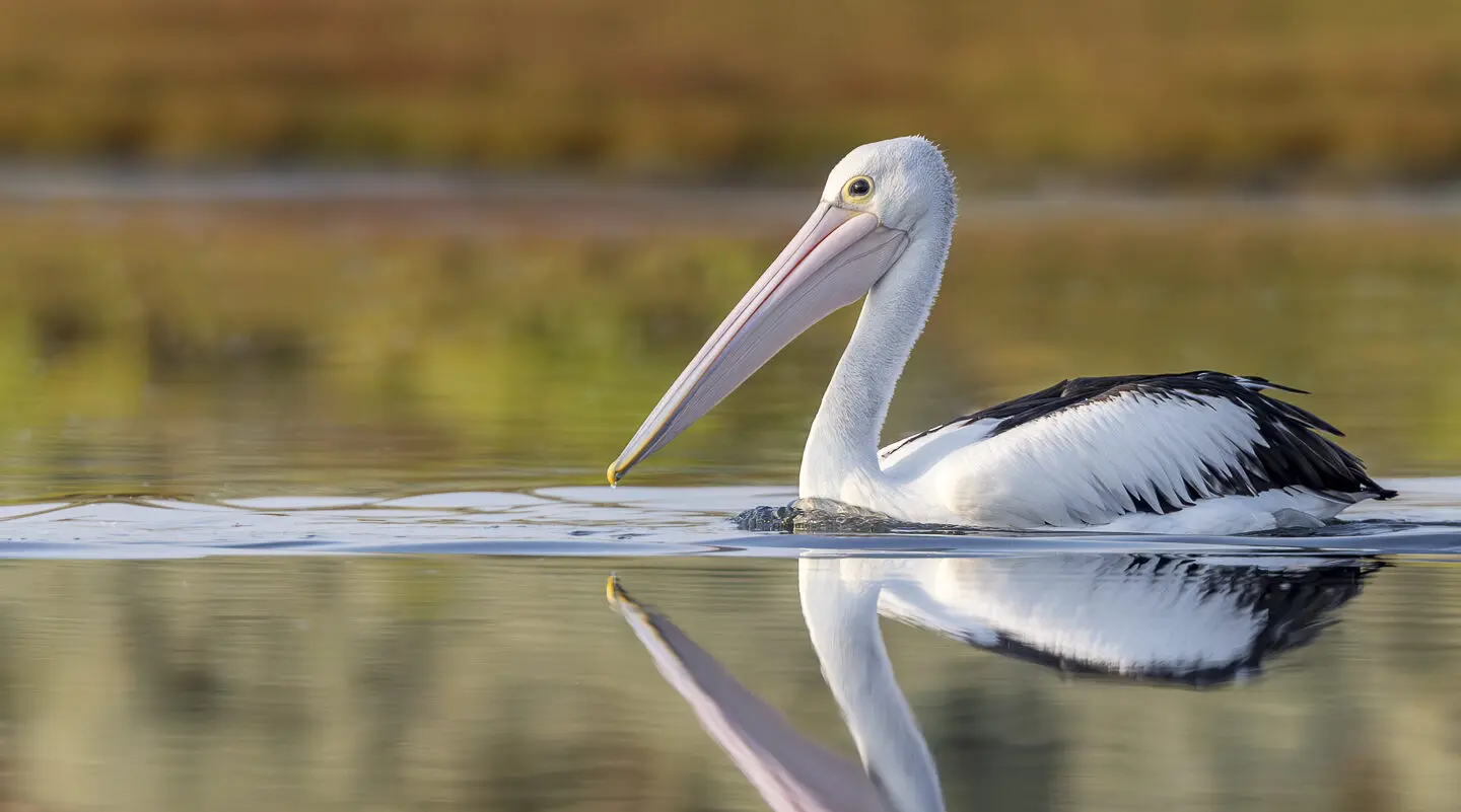 An Australian Pelican on smooth waters