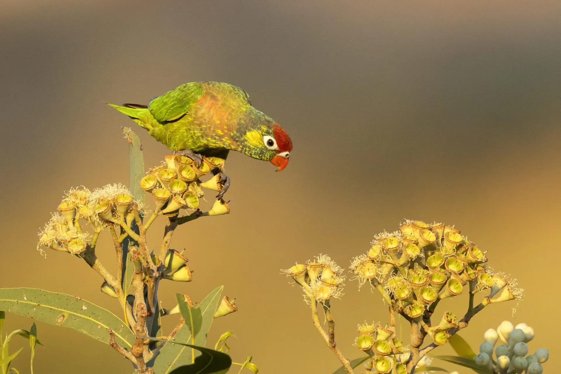 To the left of the frame, a colourful Varied Lorikeet is perched atop yellow gum blossom, investigating the flowers against a orange and grey blotched background.