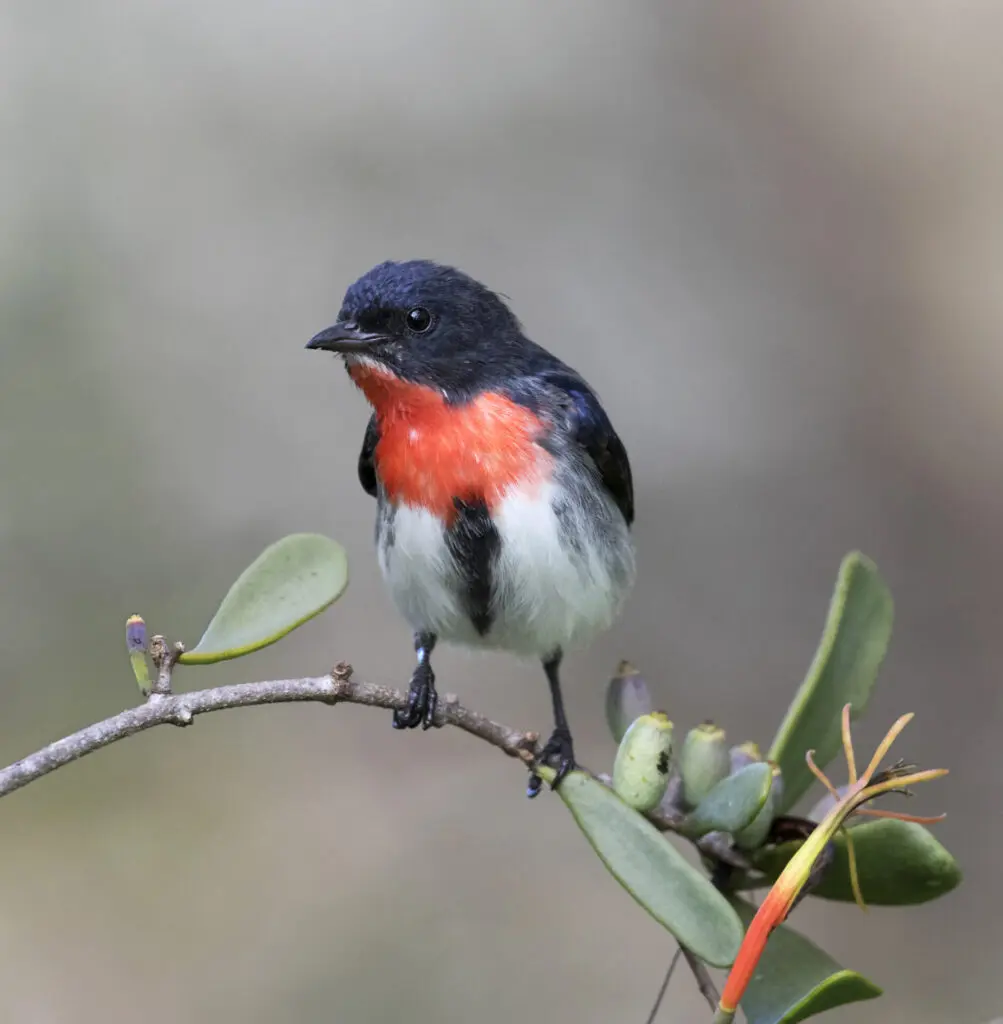 A colourful red, blue-black and white male Mistletoebird perched on a mistletoe branch against a dappled grey background.