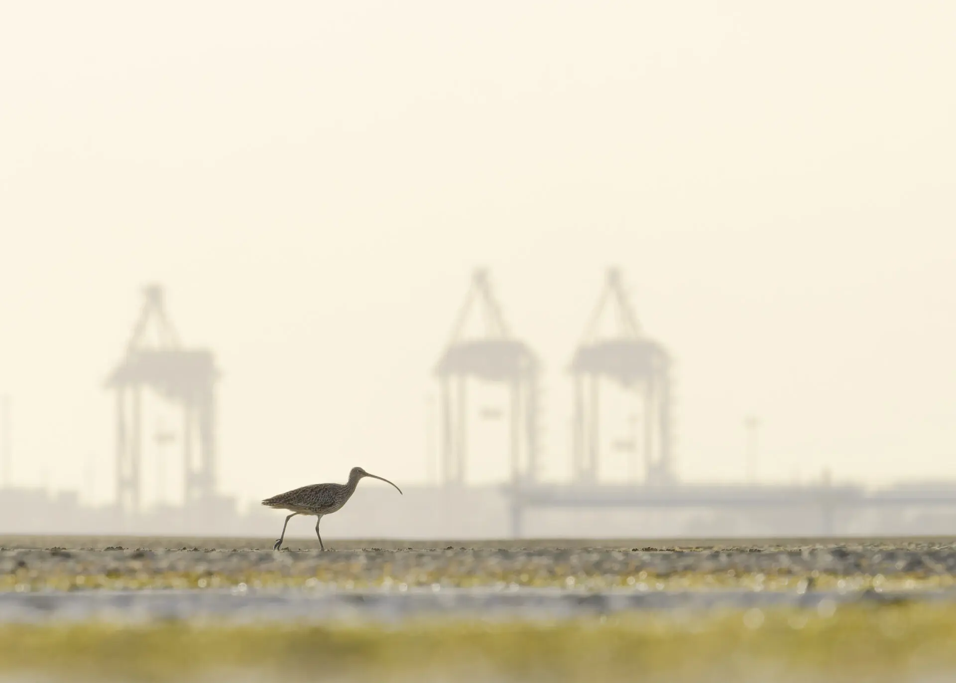 To the left of the frame, an Eastern Curlew walks across a mudflat. In the distance there is the imposing silhouette of a container shipping yard against a pale sky.