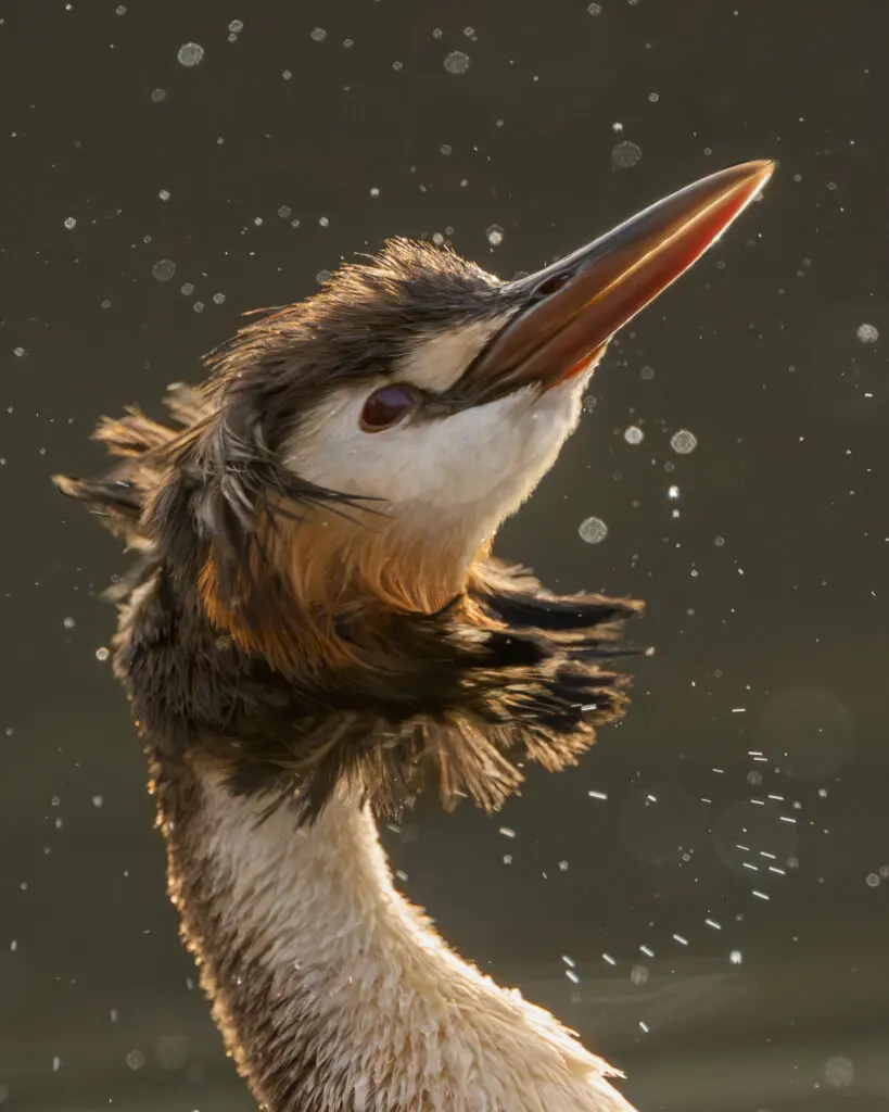 In the centre of the frame, a Great Crested Grebe lifts and shakes its head with water droplets against a dark grey-green background.