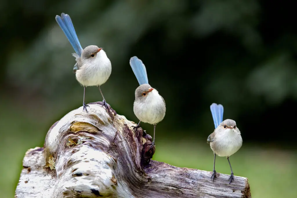 Three inquisitive female Splendid Fairy-wrens are perched on a log against a green and black background