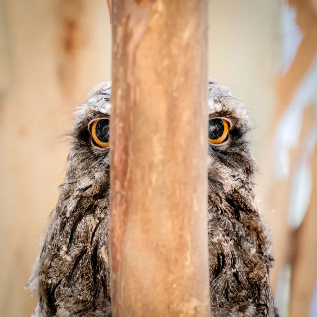 In the centre of the frame, a Tawny Frogmouth with bright orange eyes stares at the camera from behind a branch.