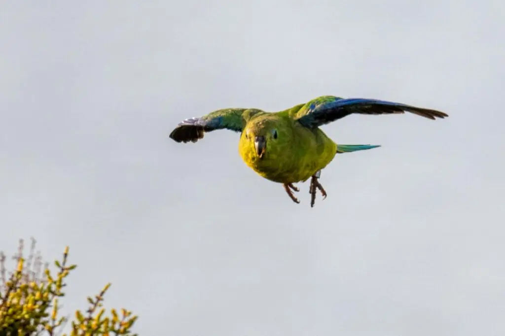 To the left of the frame, an Orange-bellied Parrot flies with wings and feet outstretched against a pale grey sky