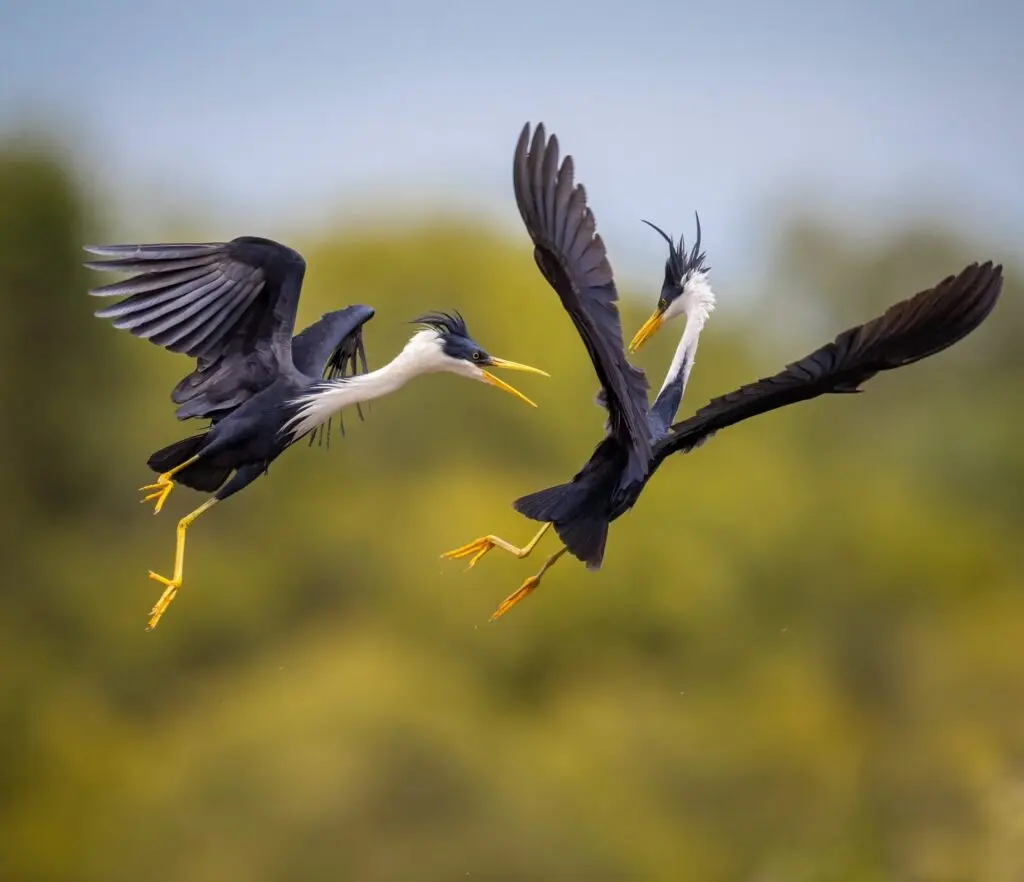 In the centre of the frame, two grey and white Pied Herons fight in flight in front of blurred trees and sky.