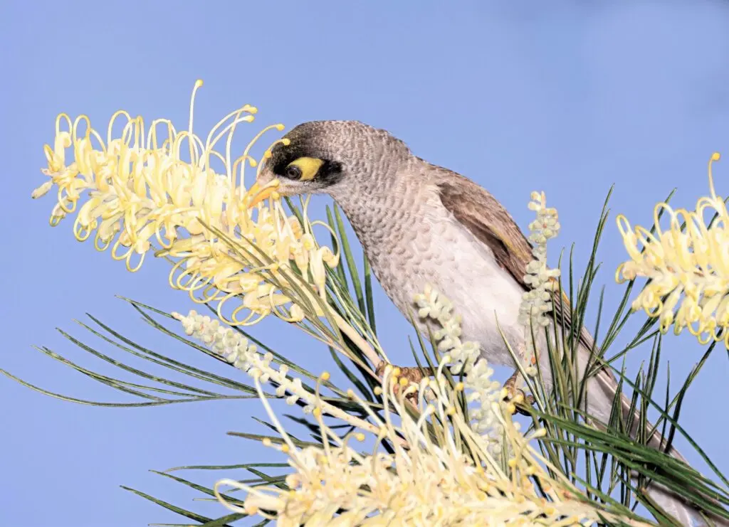 In the centre of the frame, a grey Noisy Miner is perched in a yellow grevillea, feeding on the nectar of the large flowers against a bright blue background