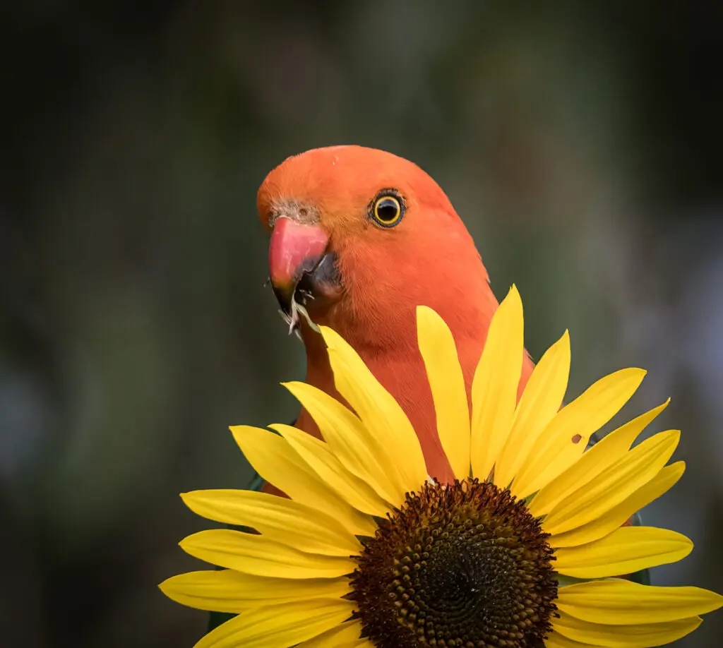 In the centre of the frame against a dark green and black blotched background, a bright orange male Australian King Parrot peers towards the camera from behind a sunflower, while eating a sunflower seed. 