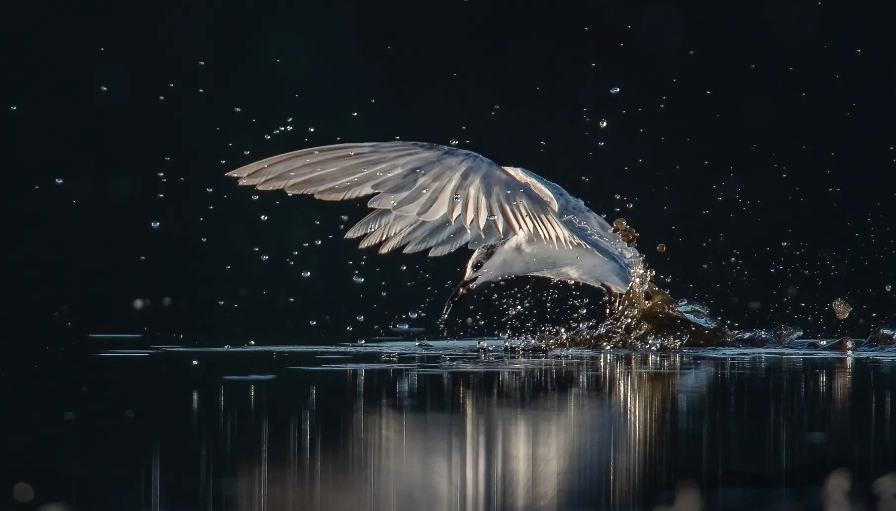 In the centre of the frame, a white Whiskered Tern skims the water's surface against a black background, splashing water drops while hunting for prey.