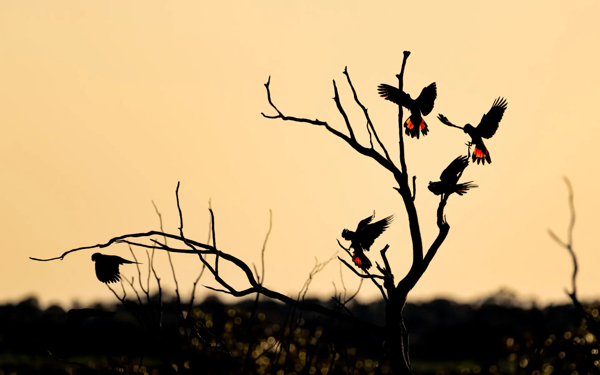 A small flock of five Red-tailed Black-Cockatoos landing and taking off from a leafless tree, silhouetted against a pale orange background.