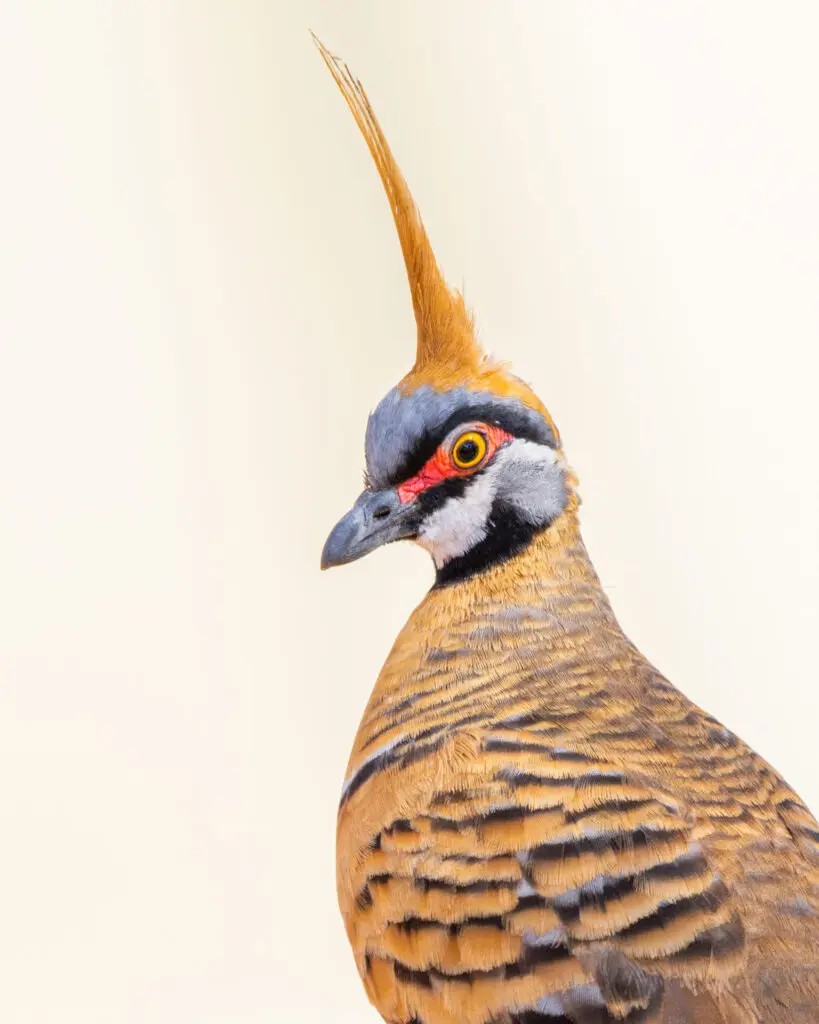 A close-up portrait of a brightly-coloured Spinifex Pigeon against a pale background.