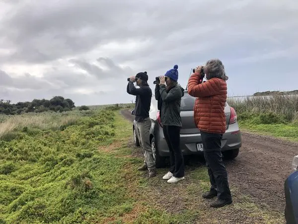 To the right of the frame, three people are standing on the edge of a dirt road in front of a grey car with binoculars raised, looking for Orange-bellied Parrots