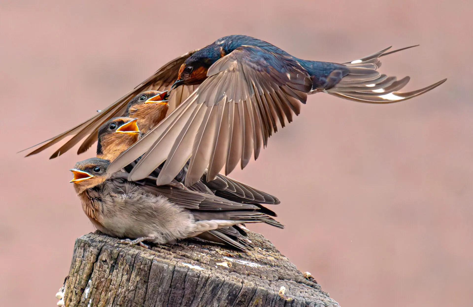 Three young Welcome Swallows are perched on a fence post against a pale red background, while their parent hovers above them, feeding one chick an insect.