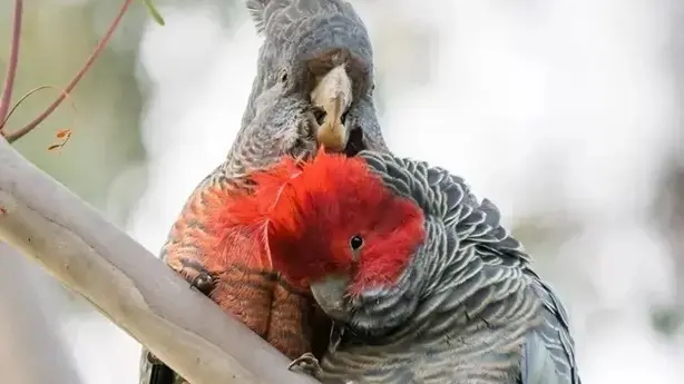A pair of Gang-gang cockatoos perched on a branch, looking downwards
