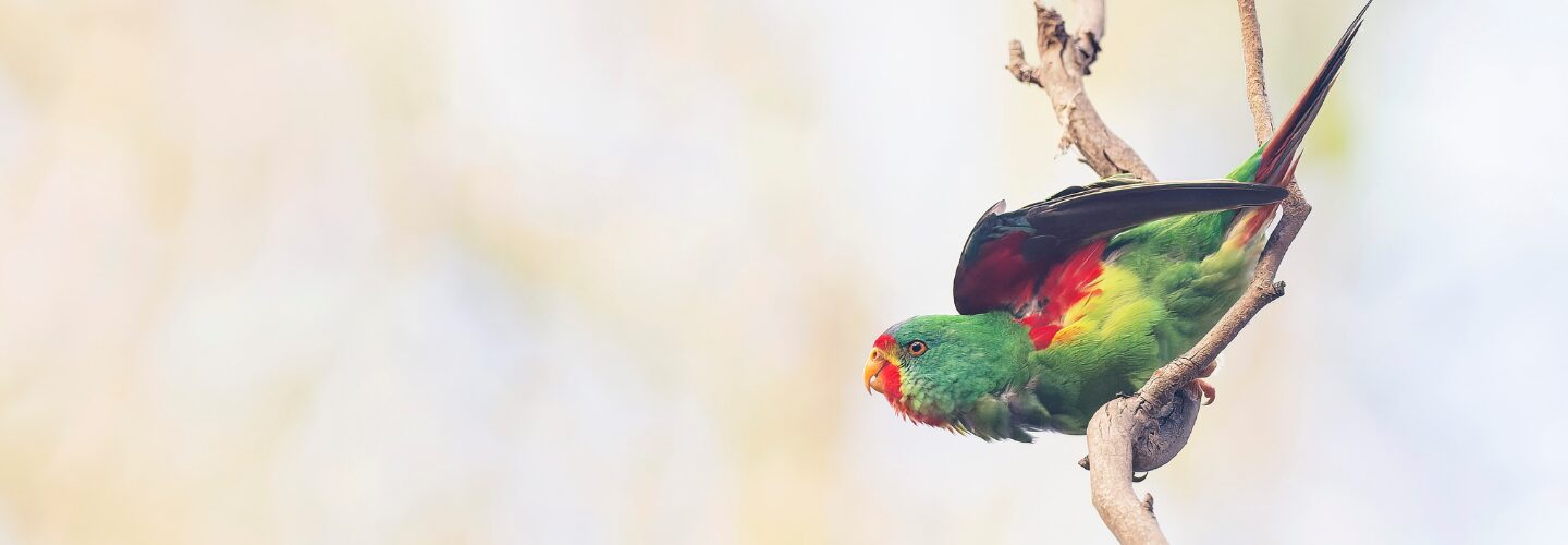 To the right of the frame, a Critically Endangered Swift Parrot with colourful plumage is perched on a tree branch, facing to the left.