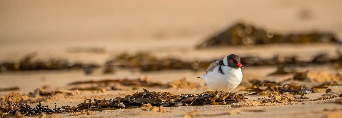 To the right of the frame, an adult Hooded Plover with a black head and neck, white front and red eyes and beak is perched behind some seaweed in the foreground among the sand of the beach. In the background, out of focus, is the blurry shape of a human walking along the shore and the blue water of the ocean.