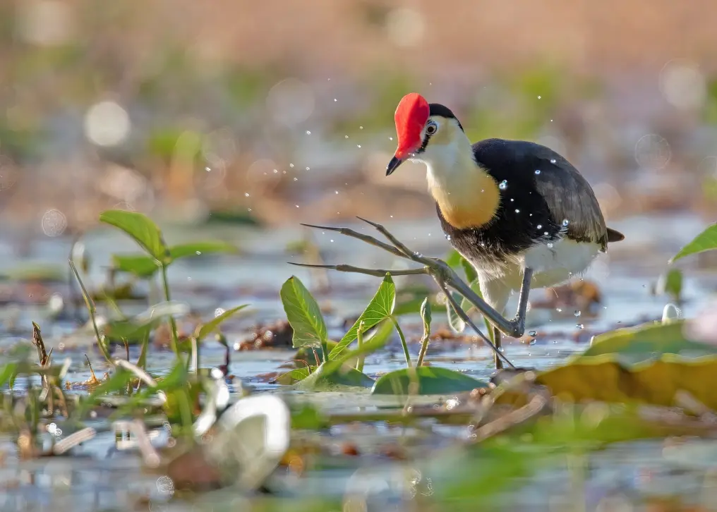 To the right of the frame, a long-legged Comb-crested Jacana walks over lilypads.