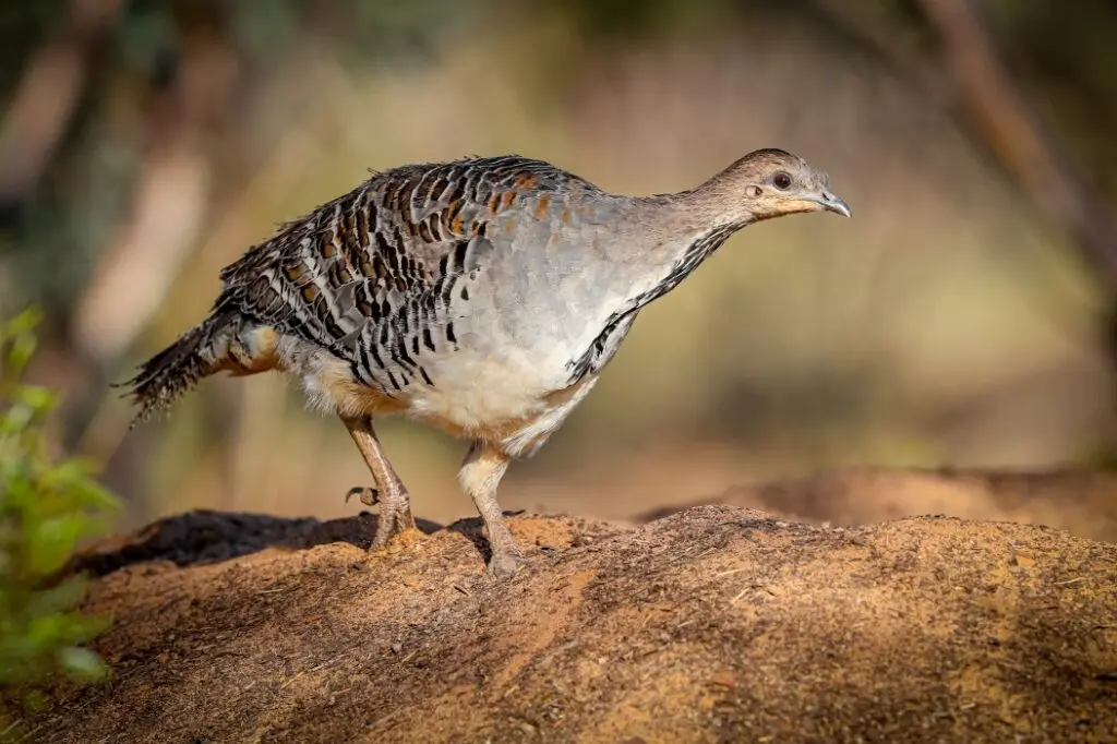 A Malleefowl is perched atop and digging its large dirt mound against a blotched green and brown bush background, peering towards the camera.