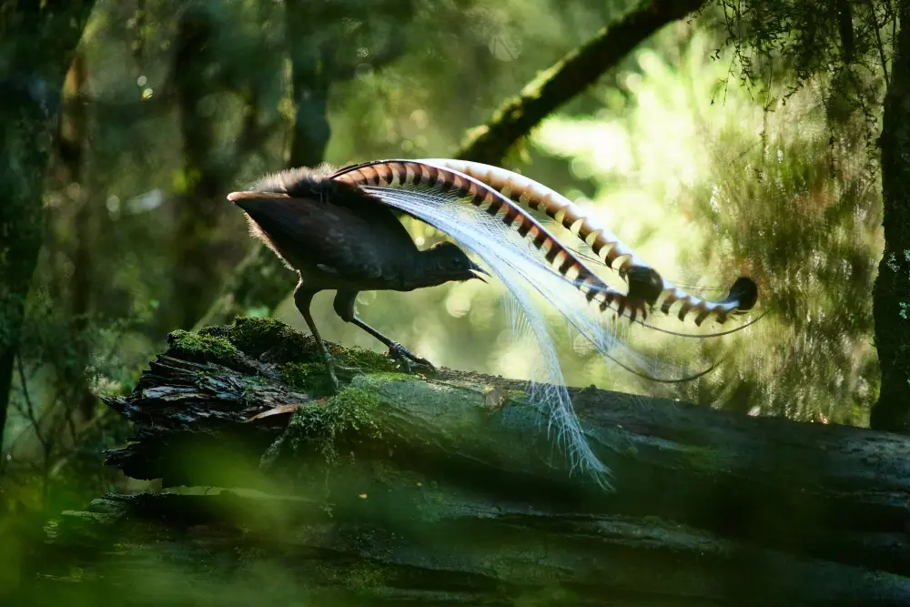 A male Superb Lyrebird is perched and calling on a mossy log in the dim green light of a rainforest. His long and elaborate tail feathers are raised over his head.