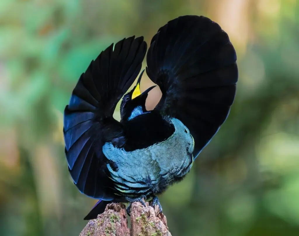 In the centre of the frame, a male Victoria's Riflebird is displaying on a stump against a blurred green rainforest background. His dark rounded wings are raised above his head and he is showing his bright yellow gape and iridescent blue-green throat feathers.