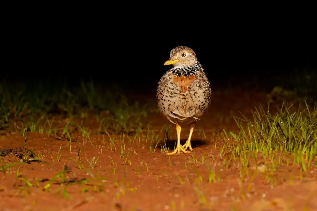 To the right of the frame, a female Plains-wanderer with yellow legs and beak walks on damp red sand against black shadows.