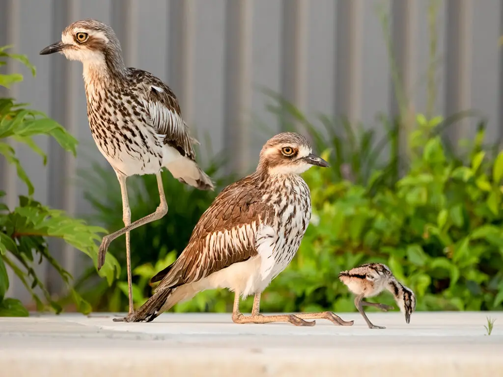 In the centre of the frame, a family of Bush Stone-curlews are perched on concrete against a grey Colourbond fence and green foliage. To the left, one parent is standing with one leg raised, in the centre, the other adult is crouched on the ground with long legs and feet extended. On the right, their tiny striped chick is pecking at the ground.