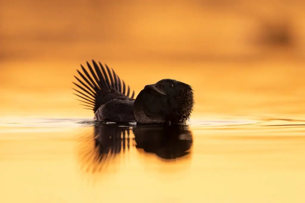 In the centre of the frame, a male black Musk Duck floats on water reflecting an orange sunset. His leathery throat pouch is inflated and his tail feathers are fanned out above his body.