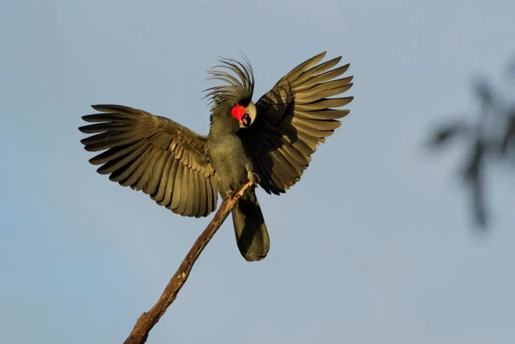 Towards the centre of the frame, a huge black and red Palm Cockatoo is perched on a dead branch with wings outstretched and crest erect against a pale blue sky background. Its huge bill is slightly open, and its cheek patch is a bright crimson.