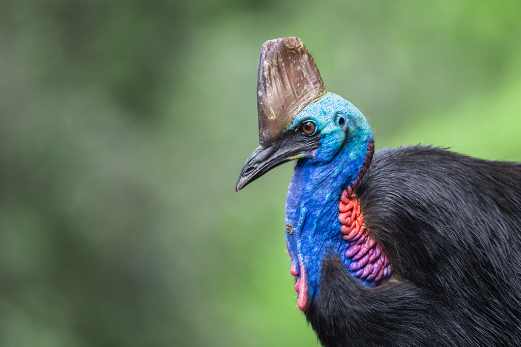 A close-up of a Southern Cassowary with a vivid blue head and neck, red wattles, brown casque (helmet) and bristly black feathers against a blotched green rainforest background. 