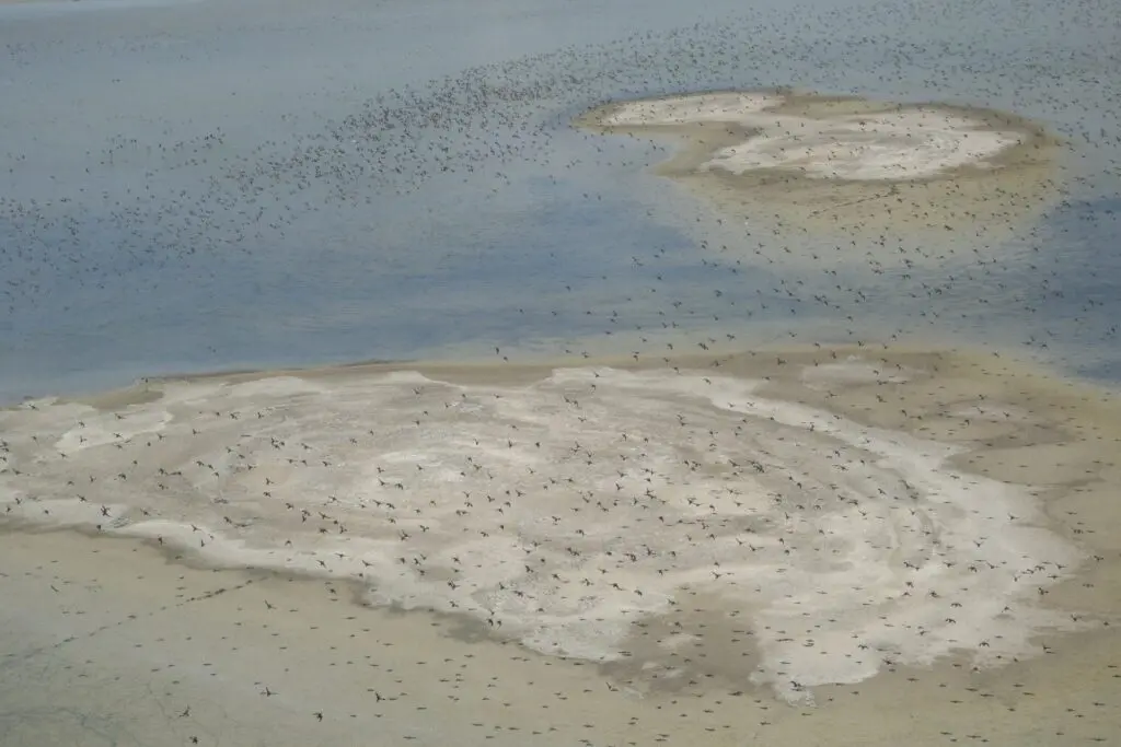 An aerial view of a lake and flock of waterbirds in flight.