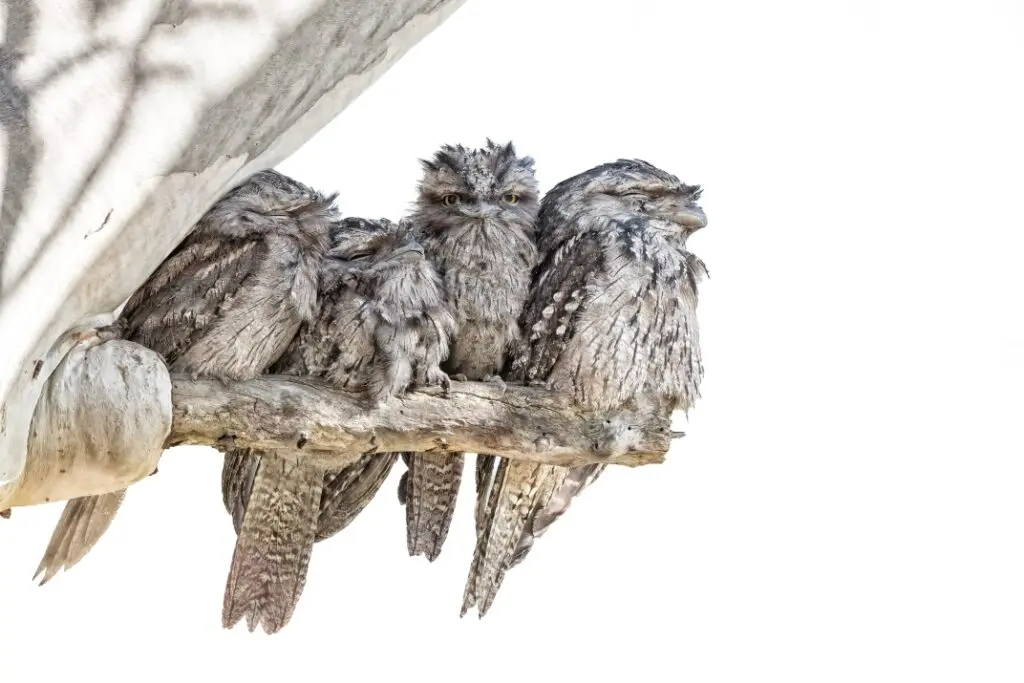 In the centre of the frame, a family of four grey Tawny Frogmouths are perched on an exposed eucalypt branch against a white background. The third bird is staring directly into the camera, while the other three are asleep. To the right is the BirdLife Australia logo and the words '2025 Calendar' at the bottom of the frame.